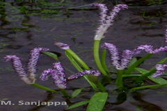 Aponogeton satarensis